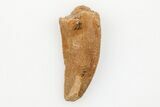 Serrated, Raptor Tooth - Real Dinosaur Tooth #203500-1
